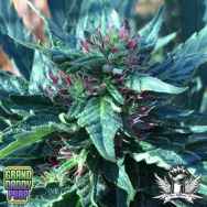 GrandDaddy Purple Seeds Snowcap